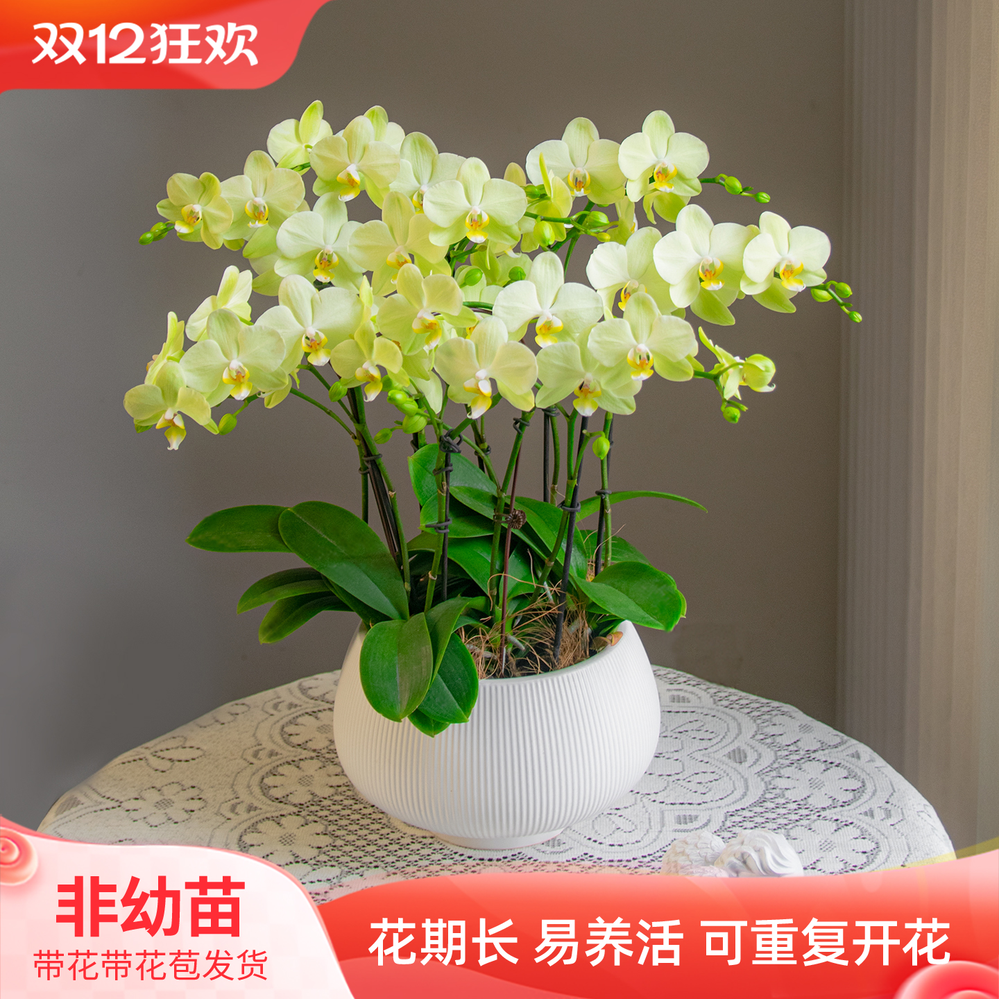 金色池塘欧品蝴蝶兰盆栽带花客厅