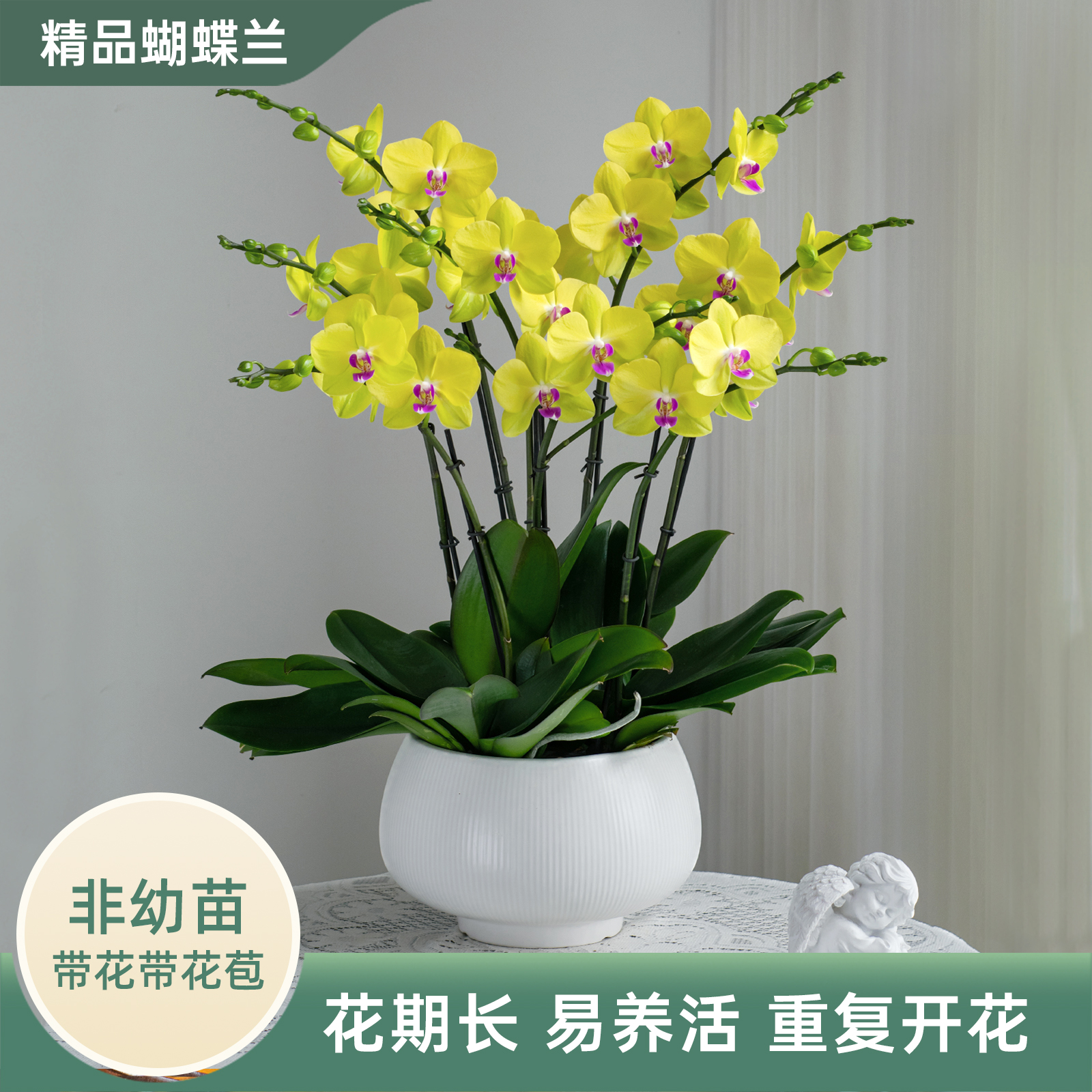 金色池塘蝴蝶兰盆栽带花年宵花