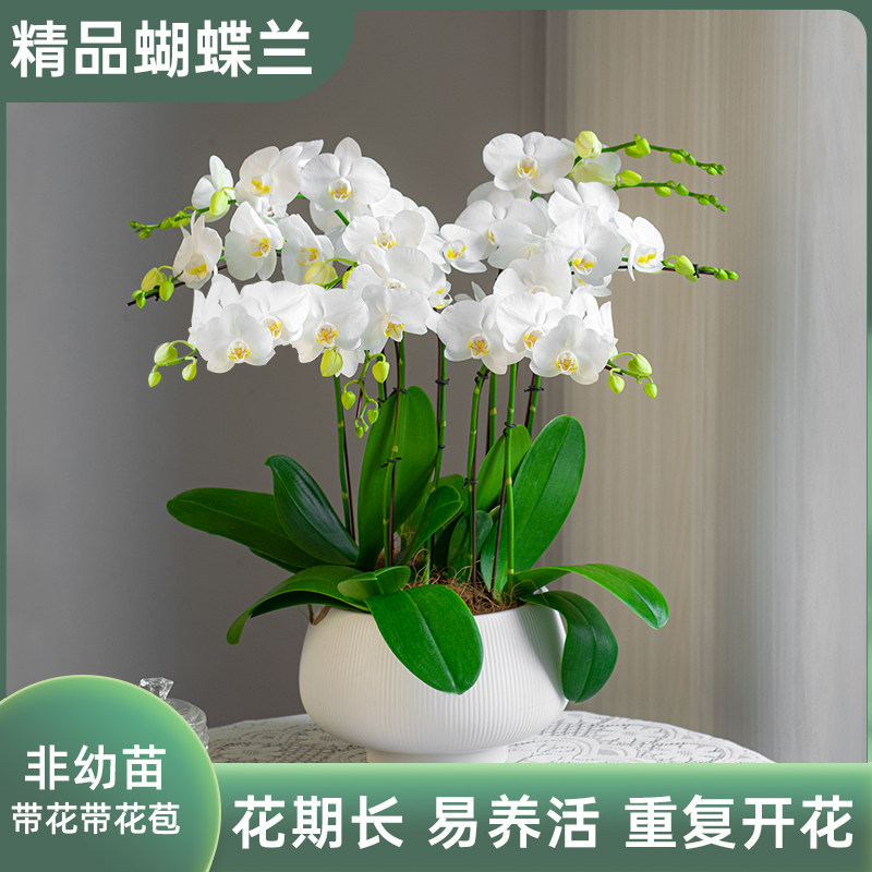 金色池塘欧品蝴蝶兰盆栽带花带花苞客厅花卉乔迁鲜花母亲节礼物