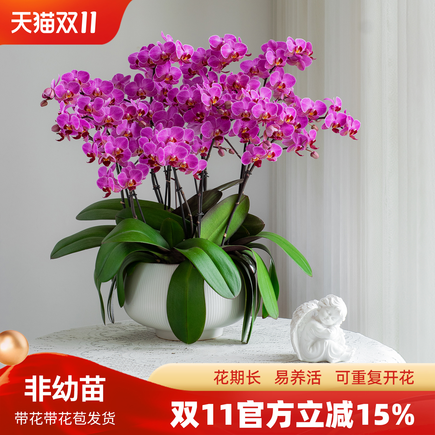 金色池塘欧品蝴蝶兰盆栽带花客厅