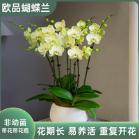 日光浴卡利蝴蝶蘭盆栽帶花年宵花