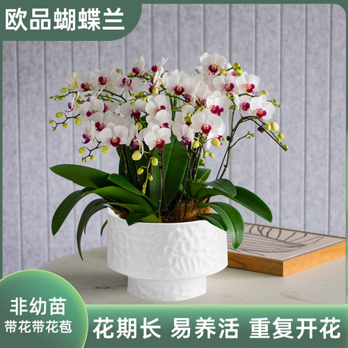 金色池塘欧品蝴蝶兰盆栽带花客厅