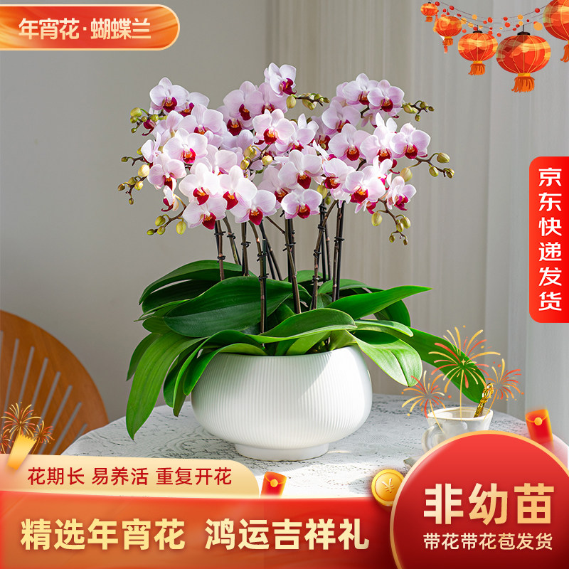 金色池塘欧品蝴蝶兰盆栽带花带花苞客厅花卉开业鲜花礼物年宵花,鲜花速递/花卉仿真/绿植园艺,国兰/杂交兰/洋兰类,淘宝优惠券,粉丝福利购,淘宝优惠卷