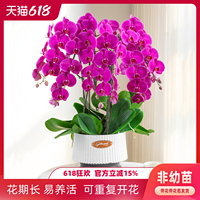 金色池塘蝴蝶蘭盆栽帶花節(jié)日禮物