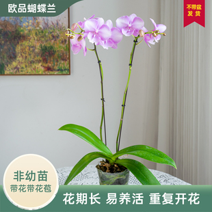 金色池塘蝴蝶兰盆栽带花带花苞客厅室内花卉开业乔迁礼品年宵花