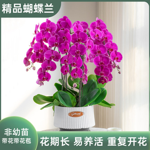 【超大花大辣椒】金色池塘蝴蝶兰盆栽带花大红花卉乔迁节日礼物