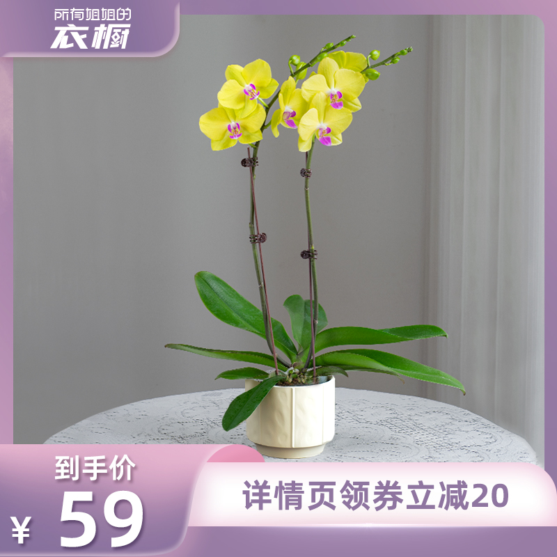 金色池塘蝴蝶兰盆栽带花礼品客厅