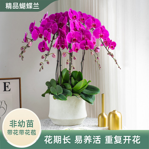 金色池塘欧品蝴蝶兰盆栽带花礼品