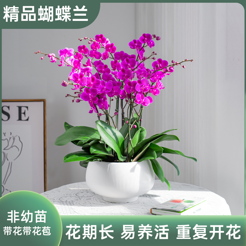 金色池塘欧品蝴蝶兰盆栽带花客厅