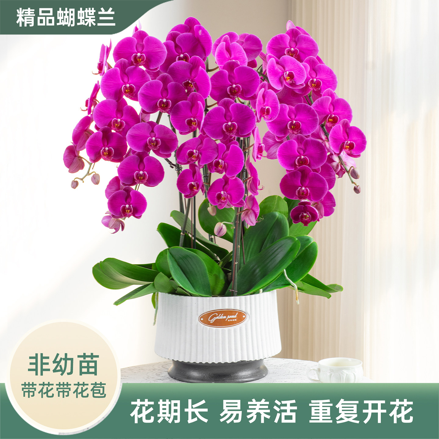 金色池塘蝴蝶兰盆栽带花节日礼物图片