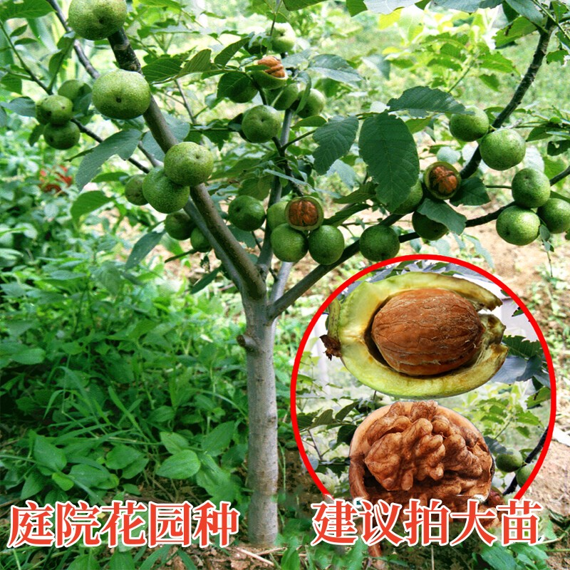 核桃树果苗南北方种植盆栽地栽嫁接薄壳纸皮文玩核桃苗树当年结果