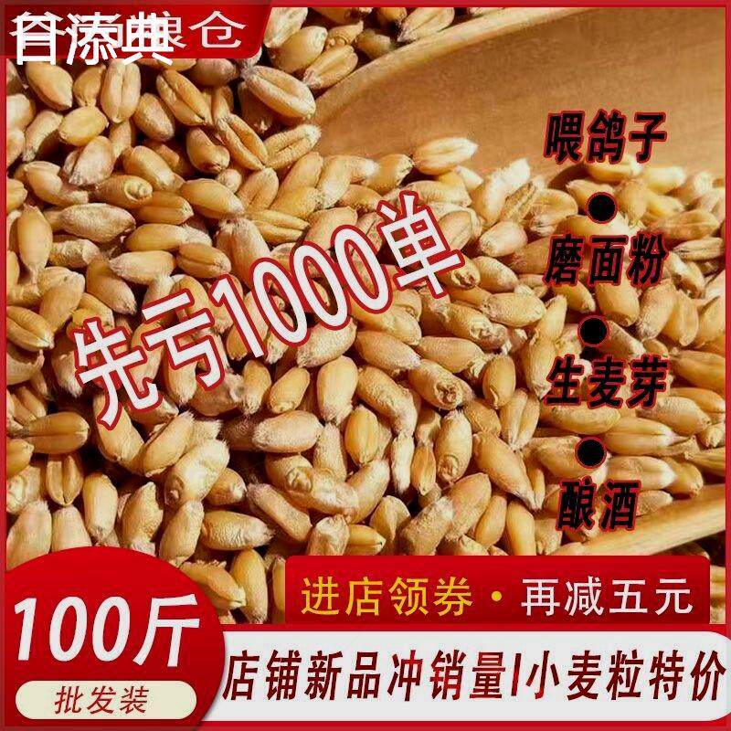 现货小麦粒喂 鸡100斤装专用粮50斤喂鸽子酿酒小麦磨面饲料麦子优