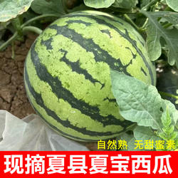 正宗夏宝西瓜二茬山西运城夏县麒麟瓜8424非夏乐孕妇新鲜水果