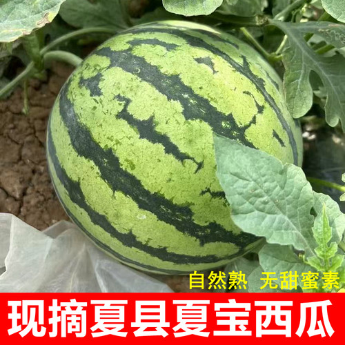 正宗夏县夏宝西瓜新鲜现摘现发