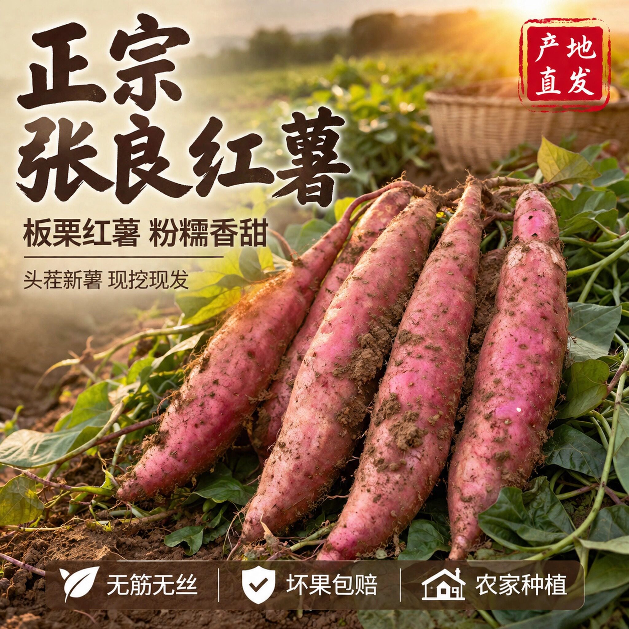 板栗红薯正宗沙地山西运城张良红薯一指支香新鲜地瓜自种农家白心