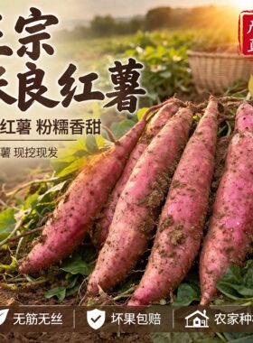 现挖新鲜运城正宗张良红薯