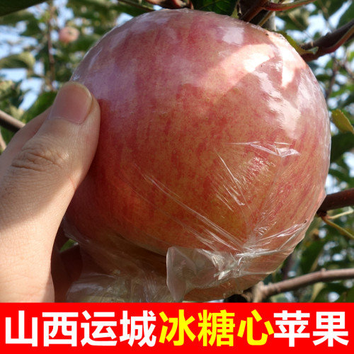 山西运城冰糖心苹果产地直发