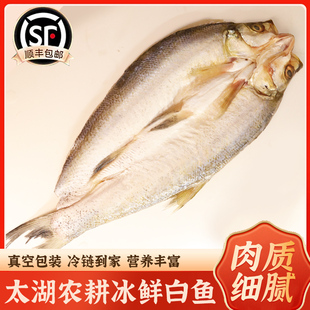 太湖农耕冰鲜白鱼新鲜淡水鲜活大翘嘴鱼白刁小刁子鱼翘嘴白鱼翘壳
