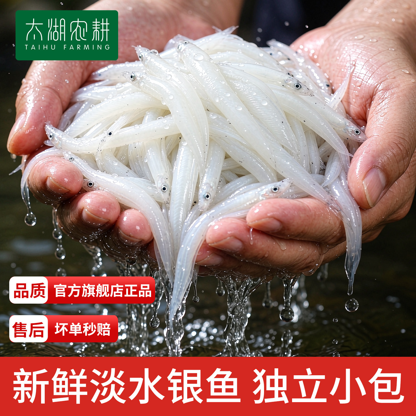 太湖农耕银鱼新鲜食用三白小银鱼鲜活淡水冷冻银鱼宝宝辅食营养