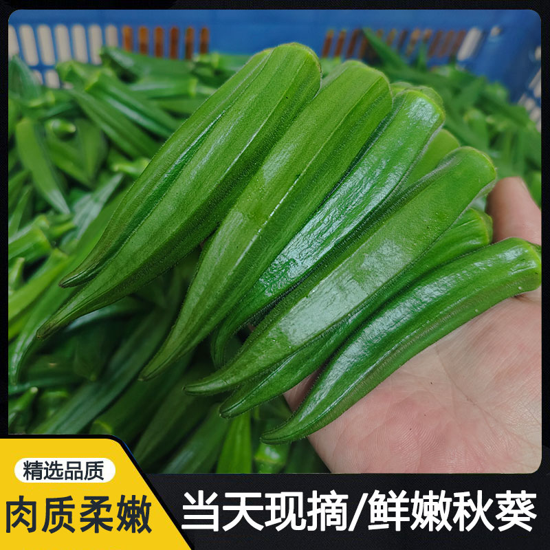 漳州新鲜蔬菜黄秋葵水果秋葵当季秋葵