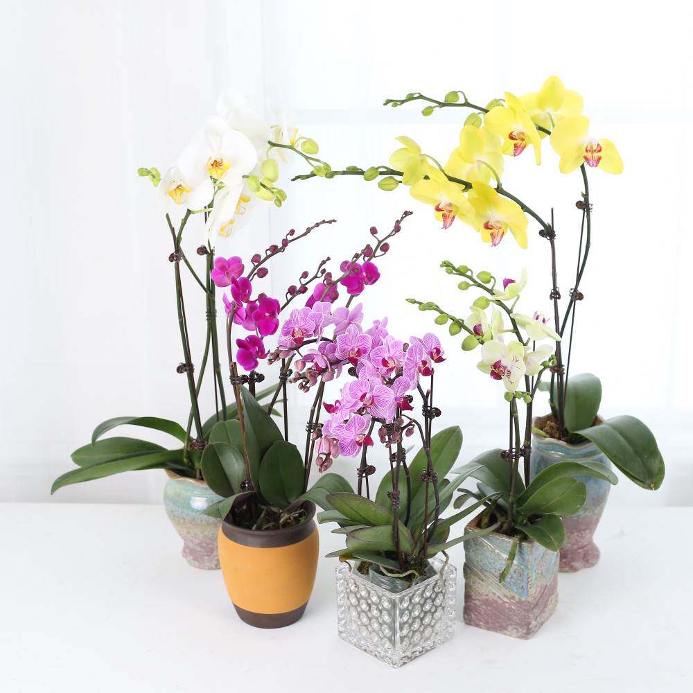 蝴蝶兰盆栽真花带花苞花剑四季兰花秋冬室内客厅好养易活花卉植物