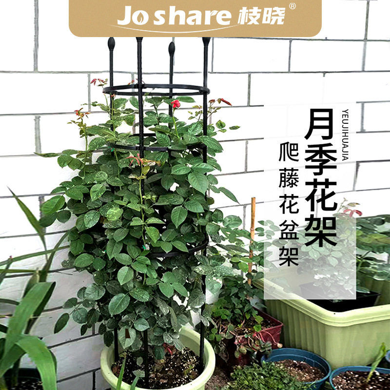 枝晓 直款月季花架 爬藤架三角梅组合花盆支架室外铁艺支撑花架杆图片