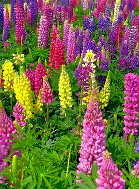 鲁冰花种籽四季播种公园小区民宿花籽花海景观羽扇豆种子耐寒花卉