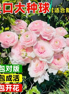重瓣花毛茛种球洋牡丹花苗花种子室内外庭院四季种植开花盆栽花卉