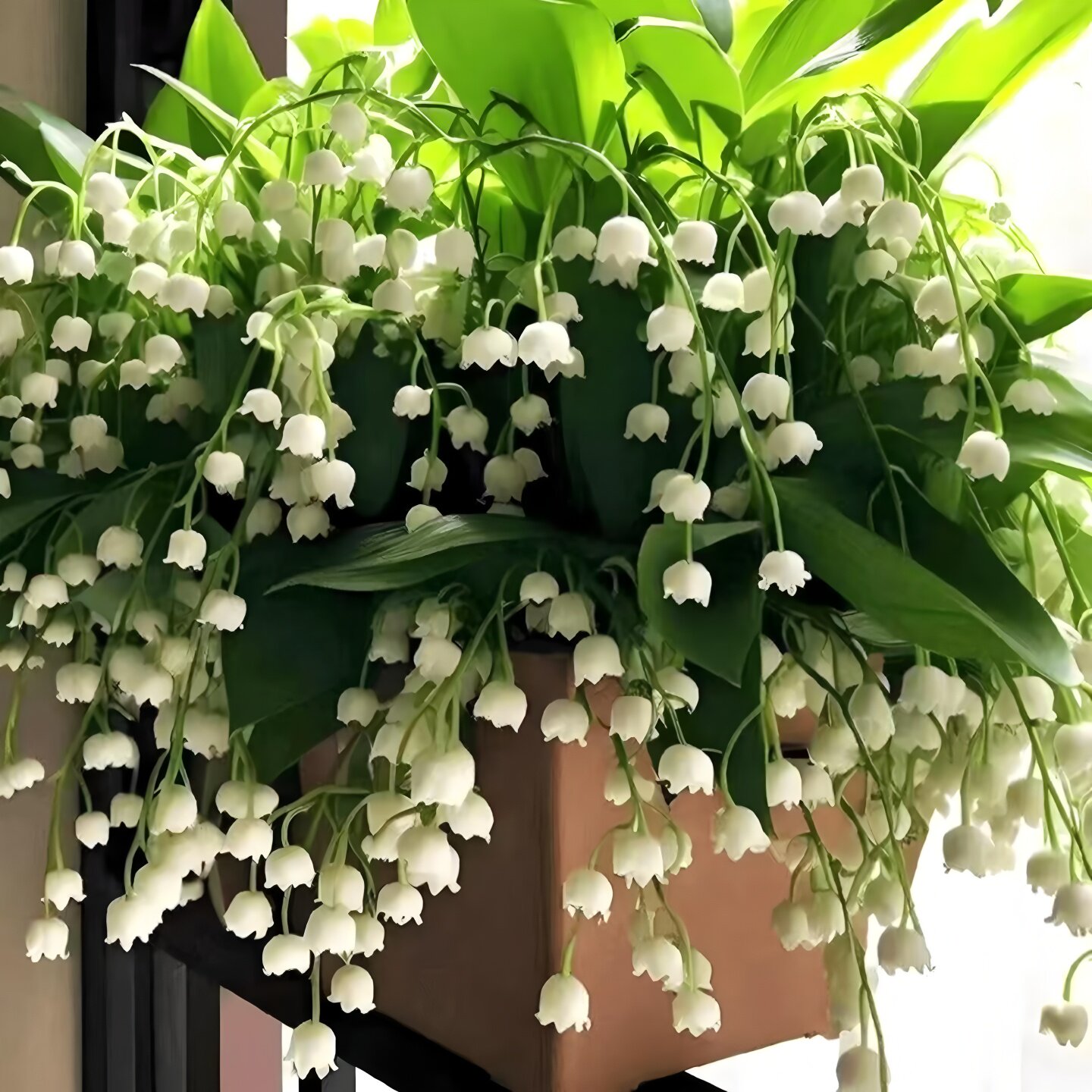 铃兰花盆栽带花苞带芽进口种球花苗四季开花好养室内室外花卉植物