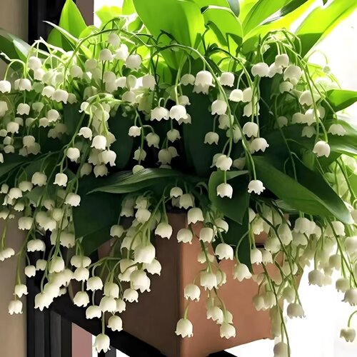 铃兰花带芽好养四季开花室内室外