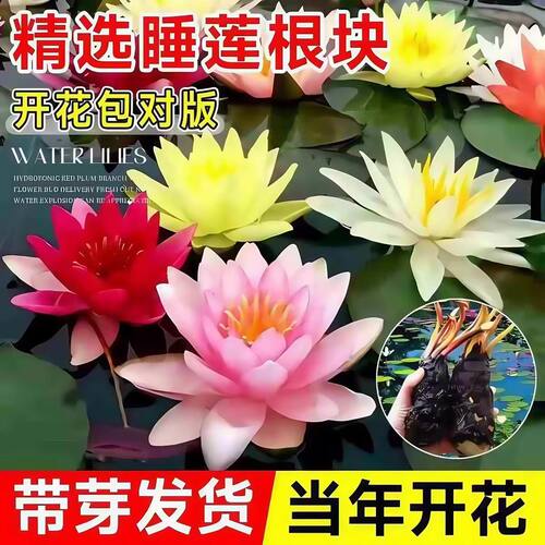 香水观赏睡莲花带花苞水培植物水莲花根块荷花睡莲带花苞四季庭院