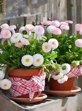 彩虹糖果小雏菊花种子花籽四季播种室内室外花卉好养花易种活花籽