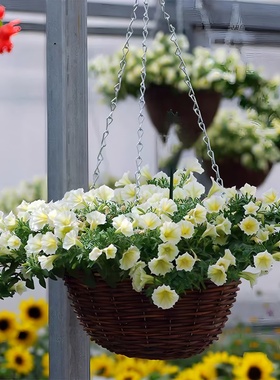 矮牵牛种子垂吊盆栽庭院室内阳台爬藤植物牵牛花种子四季种植易活