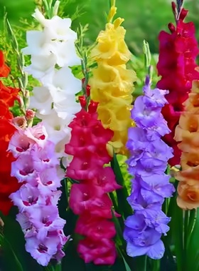 剑兰唐菖蒲种球普里西拉虹越进口球根庭院土培盆栽多年生新手切花