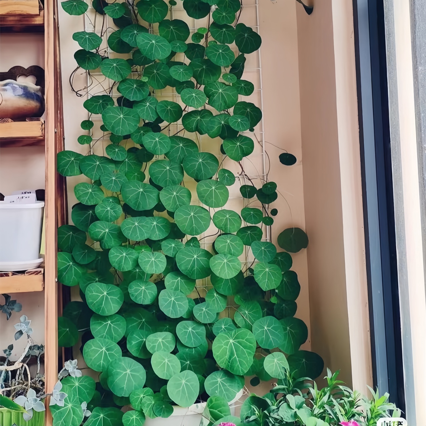 山乌龟造景多肉植物山乌龟盆栽室内圆叶绿植水培桌面盆景庭院爬藤