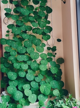 山乌龟造景多肉植物山乌龟盆栽室内圆叶绿植水培桌面盆景庭院爬藤