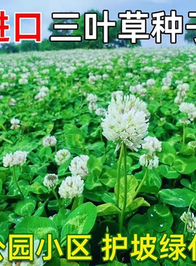 三叶草种子红三叶白三叶草籽种幸运草四季常青耐寒绿化草坪草籽