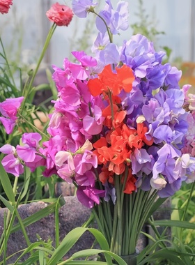 芳香花卉香豌豆花种干切花阳台盆栽室外庭院花籽春夏秋天播种开花