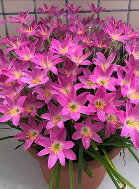 重瓣风雨兰种球胖丽丽球根花苗葱兰韭兰绿化庭院阳台盆栽多季开花