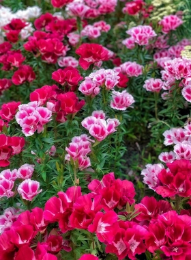 古代希稀花种子别春花高代花籽阳台盆栽室外庭院春秋开花四季易种