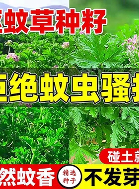 驱蚊草花种籽子庭院室内外阳开花台四季播种艾草罗勒薄荷