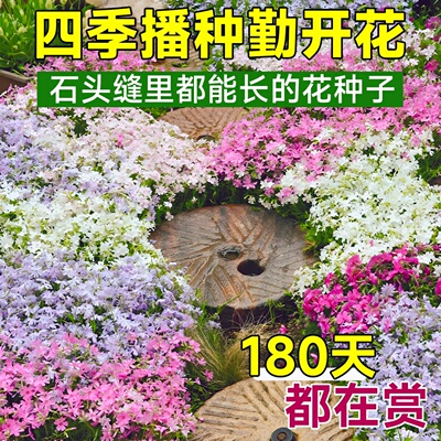 低矮芝樱花种籽子四季播种