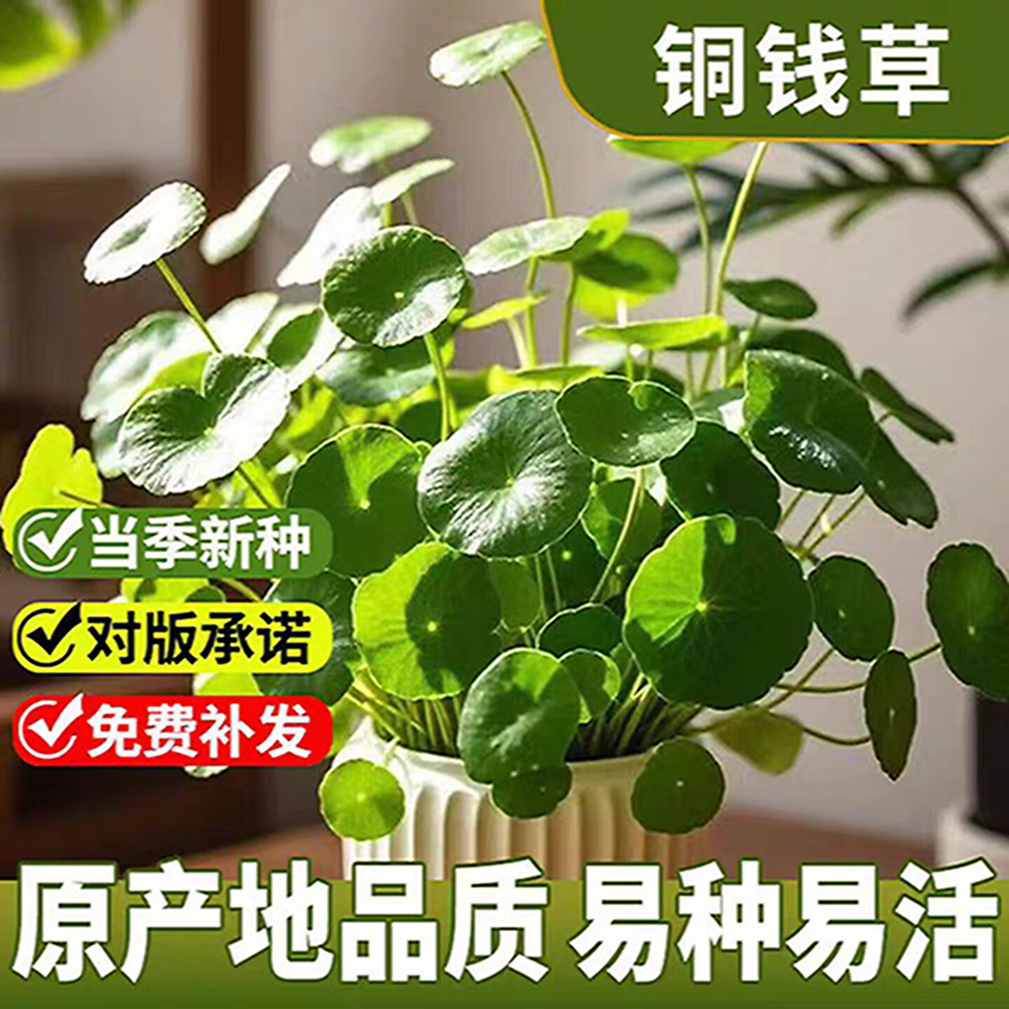铜钱草种子水培办公室盆栽绿植金钱草绿萝吊兰植物种籽