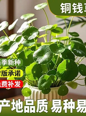 铜钱草种子水培办公室盆栽绿植金钱草绿萝吊兰植物种籽