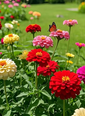 矮杆重瓣百日草花籽格桑花花种籽子耐热旱长花期室外易活庭院花卉