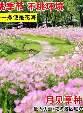 美丽月见草花种子四季播种开花易活花籽阳台花卉庭院室外花种籽子