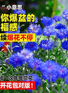 矢车菊种子重瓣荔枝菊蓝芙蓉花籽可切花阳台盆栽花坛春秋简单易种