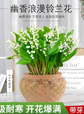 进口铃兰花苗带芽种球盆栽花卉多年生好养活室内外阳台耐寒绿植物