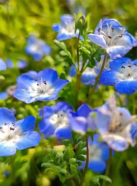 婆婆纳种子阿拉伯蓝色精灵盆栽花籽四季种植开花室外庭院易活花籽