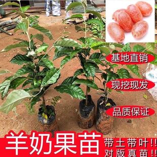 德甜二号羊奶果树苗纯甜羊奶大果胡颓子羊奶果苗盆栽地栽庭院种植